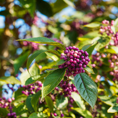 Callicarpa or Beautyberry with luminous pink to purple berries between dark green foliage