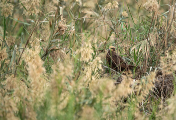 Eurasian Marsh harrier perched on the grasses of  Asker Marsh, Bahrain