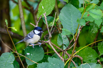 Great tit in the apple tree