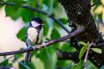 Great tit in the apple tree