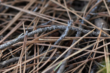 Macro detail of wild plants in the Buendia swamp