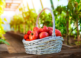 Ripe tomatoes in a basket on the background of a greenhouse and garden.