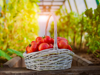 Ripe tomatoes in a basket on the background of a greenhouse and garden.