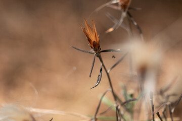 Macro detail of wild plants in the Buendia swamp