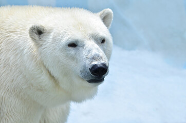 Obraz na płótnie Canvas white polar bear