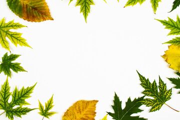 Frame from green leaves of Silver Maple tree (Acer Saccharinum) and other yellow leaves isolated on white background. Background with copy space