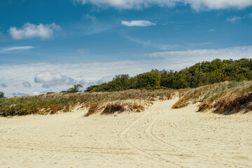 Landscape of the sea coast with green grass, bushes and red flowers on the sandy beach.