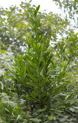 Obraz premium green Laurel branch in its natural habitat is used as a spice