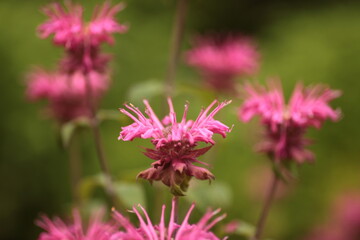 Obraz premium 蜜源植物のタイマツ花