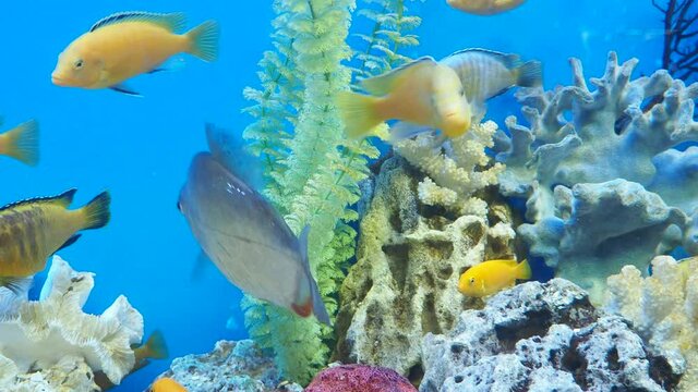 Closeup of colorful tropical fishes swimming in aquarium