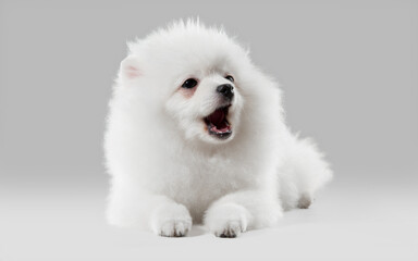 Like a clouds. Spitz little dog is posing. Cute playful white doggy or pet playing on grey studio background. Concept of motion, action, movement, pets love. Looks happy, delighted, funny.