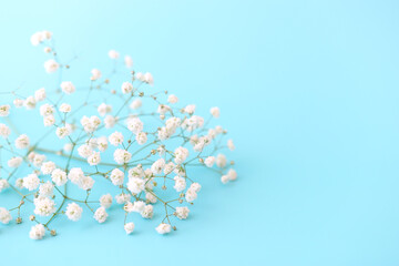 spring bouquet of gypsophila white flowers over pastel blue background