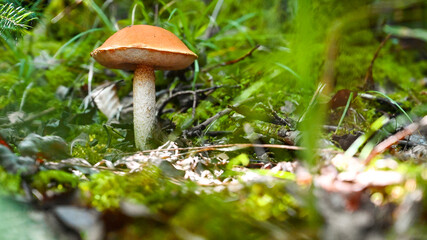 Red Cap Mushroom in the forest