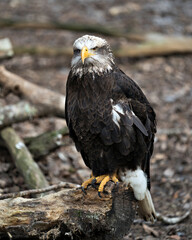 Bald Eagle stock photo. Bald Eagle juvenile bird close-up profile view perched on a log, displaying feathers, white head, eye, beak, talons,  in its habitat with blur background. 