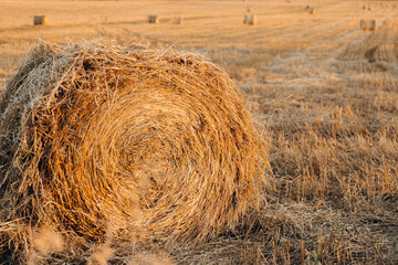 A roll of hay in a mown field in dusk or dawn light.