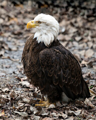 Bald Eagle Stock Photos. Close-up profile side view displaying brown feathers plumage, fluffy white head, talons, wings  in its habitat and environment with blur background.  Image. Portrait. Picture.