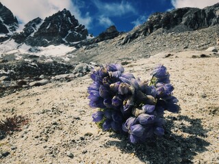 Mountain flowers