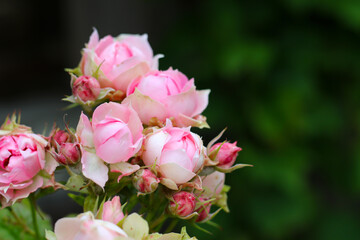 beautiful pastel pink roses buds