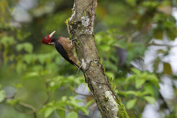 Pale-billed woodpecker climbs on tree in forest