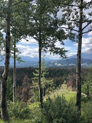 Obraz premium trees in the mountains