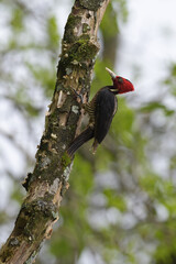 Pale-billed woodpecker climbs on tree in forest