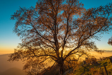 Beech with autumn colors. Taken against the light.