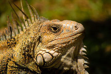 Primer Plano Iguana