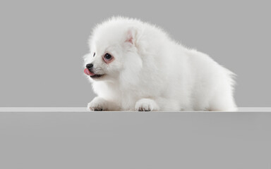 That tasty. Spitz little dog is posing. Cute playful white doggy or pet playing on grey studio background. Concept of motion, action, movement, pets love. Looks happy, delighted, funny.