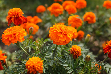 Orange flowers. Marigold in focus on a background of other flowers