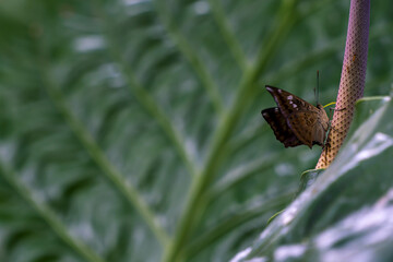 a butterfly perched on taro (caladium) leaf texture background