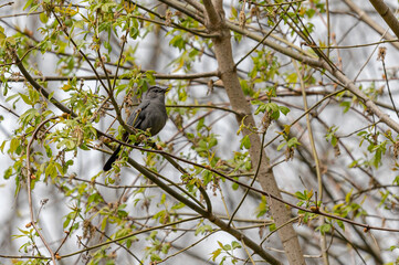 Gray Catbird sitting in a tree singing away