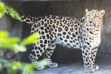 Far Eastern leopard on the rock