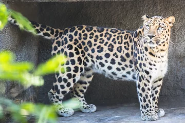 Selbstklebende Fototapeten Far Eastern leopard on the rock © TATIANA
