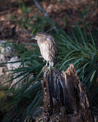 Black-crowned Night Heron Stock Photo. Perched on stump with foliage background. Looking left side. Side view.