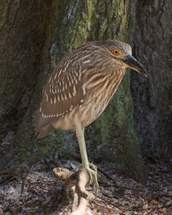 Black crowned Night-heron bird. Black crowned Night-heron adult bird closeup in the water. Black Crowned Night Heron Bird Stock Photos