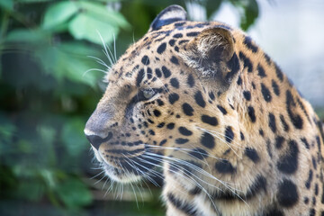 Close up portrait of a leopard
