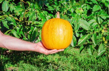 Gardener holds large pumpkin in his hand while harvesting in garden