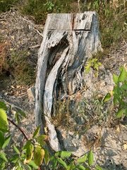 Alter Baumstumpf