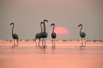 Greater Flamingos and beautiful sunrise at Asker coast, Bahrain
