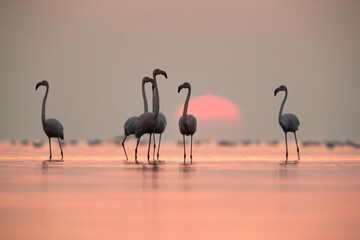 Obraz premium Greater Flamingos and beautiful sunrise at Asker coast, Bahrain