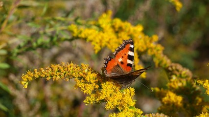 Obraz premium A butterfly eats nectar on a yellow flower.