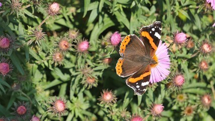 A butterfly on a pink daisy flower eats nectar.