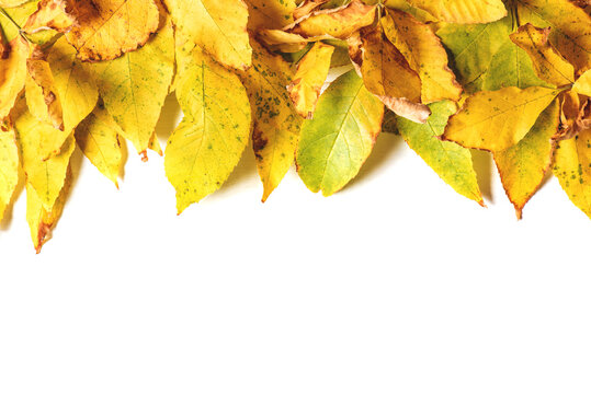 Yellow autumn leaves on a white background top view. Free space for text.