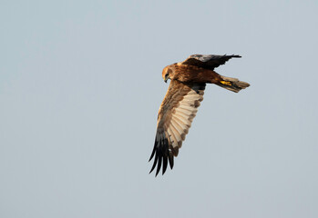 Eurasian Marsh harrier male in flight at Asker Marsh, Bahrain