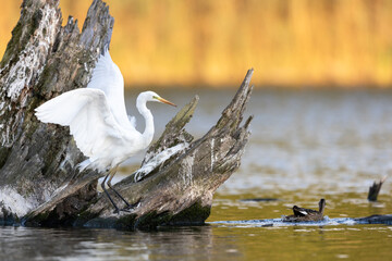 Great white egret Ardea alba spreading its wings on a old root of tree in lake water with yellow...