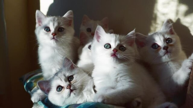 Several white kittens turn their heads in sync.