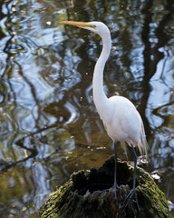 Great White Egret Stock Photos.  Standing by the water on a moss stump in its environment and habitat displaying white feather plumage with a blur water background. Image. Picture. Portrait.