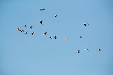 Black-headed gull flying in morning light