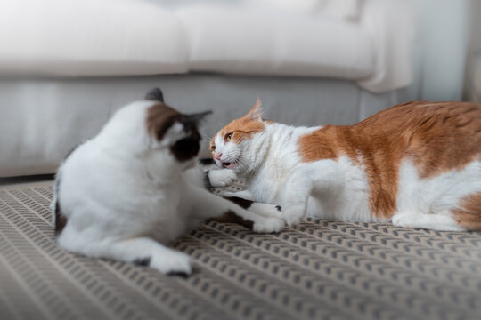 gato blanco y marron muerde la pata de un gato blanco y negro. Gatos jugando.