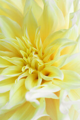 Tender Yellow 'Kelvin Floodlight' Dahlia with long triangle petals. Close up photo for wallpaper or postcart. Beautiful flower background. Vertical. Selective focus.